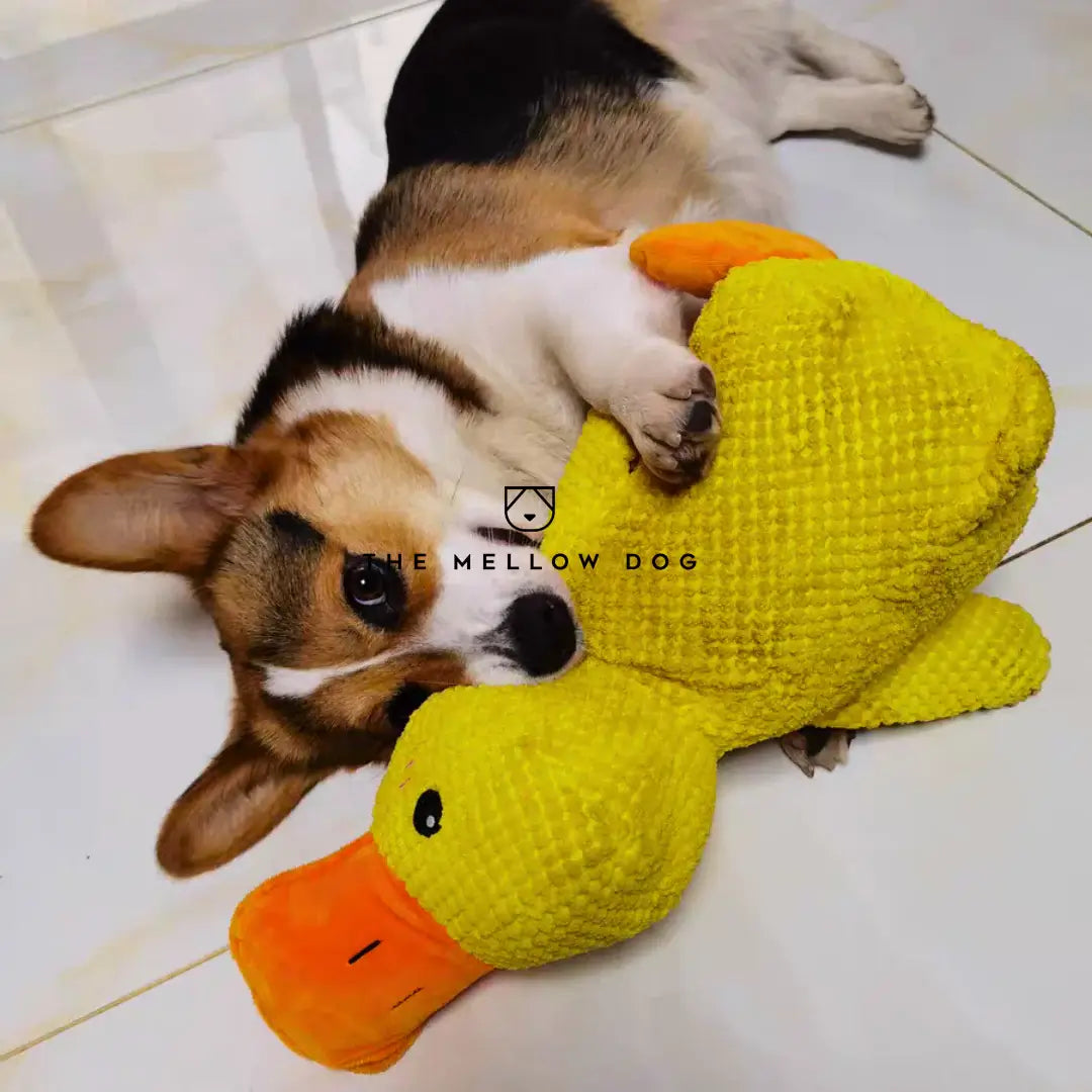 Calming Duck - image 11 of 12