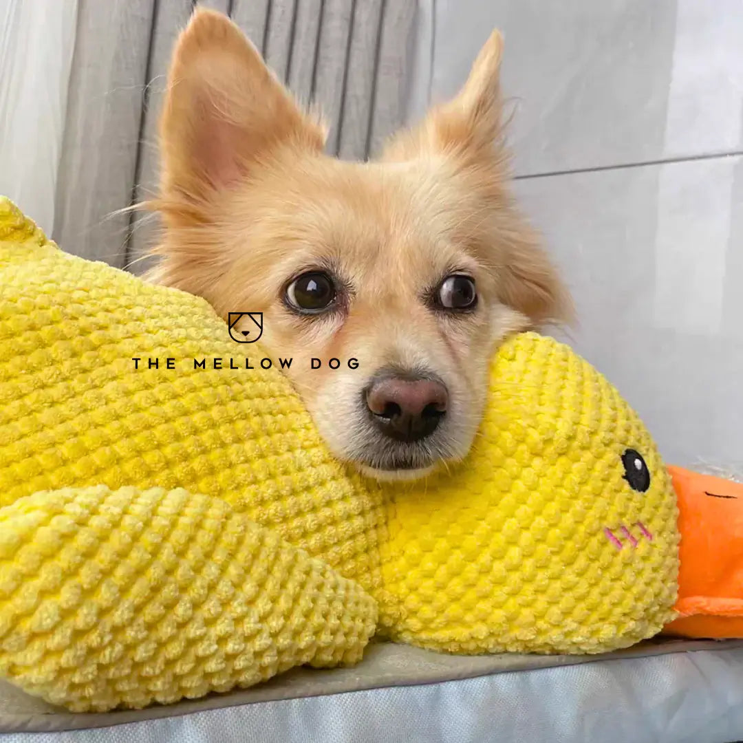 Calming Duck - image 5 of 12