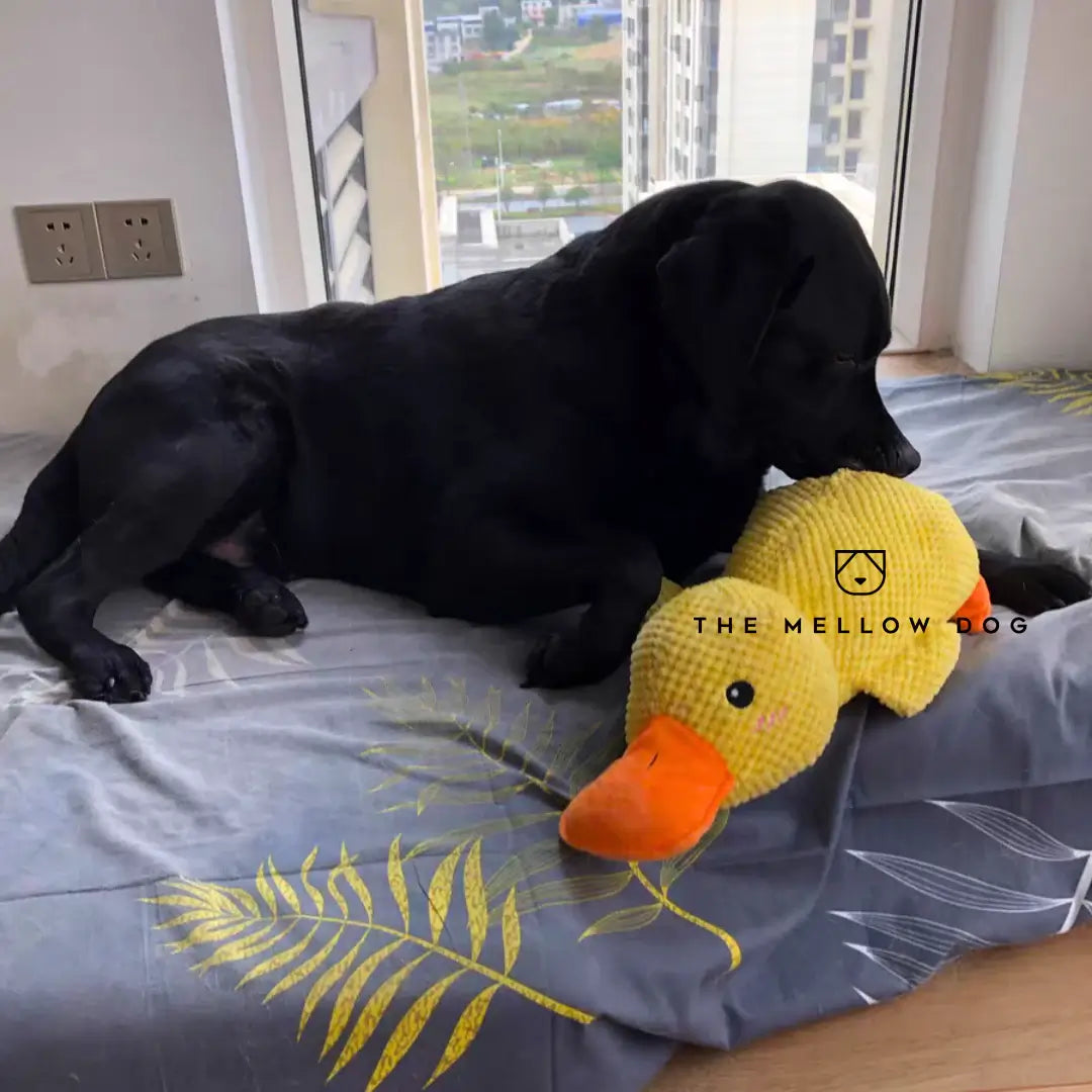 Calming Duck - image 6 of 12