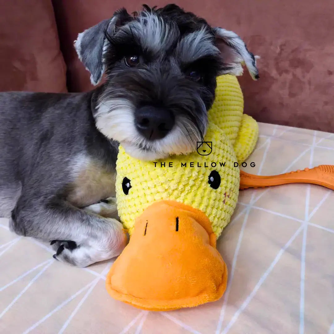 Calming Duck - image 7 of 12