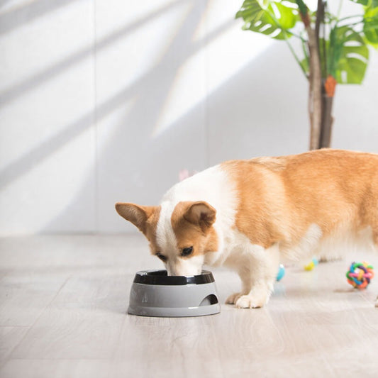 No Spill Floating Disk Water Bowl – Vehicle Travel Dog Hydration Companion - Opulenza